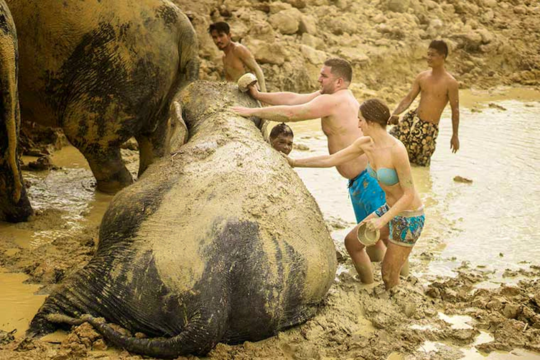 Elephant Jungle Sanctuary Tickets, Pattaya